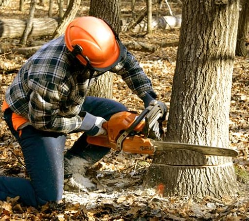 Tree Removal in Vanndale, AR